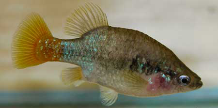 XENOTOCA EISENI